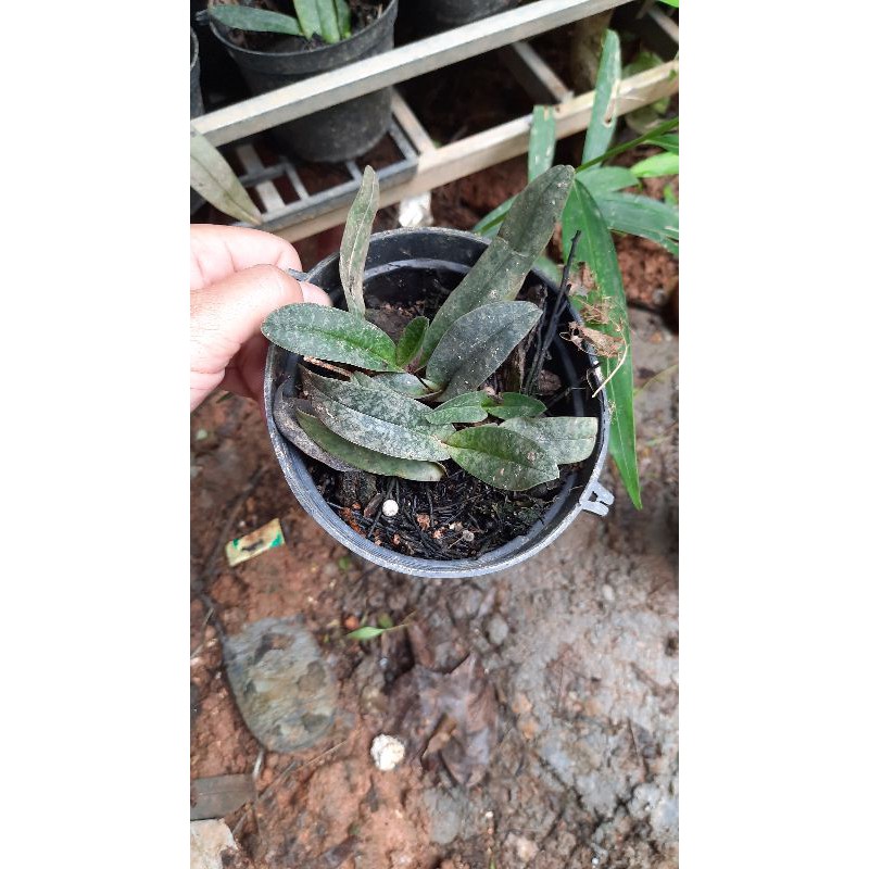 Lan hài gấm thuần vườn