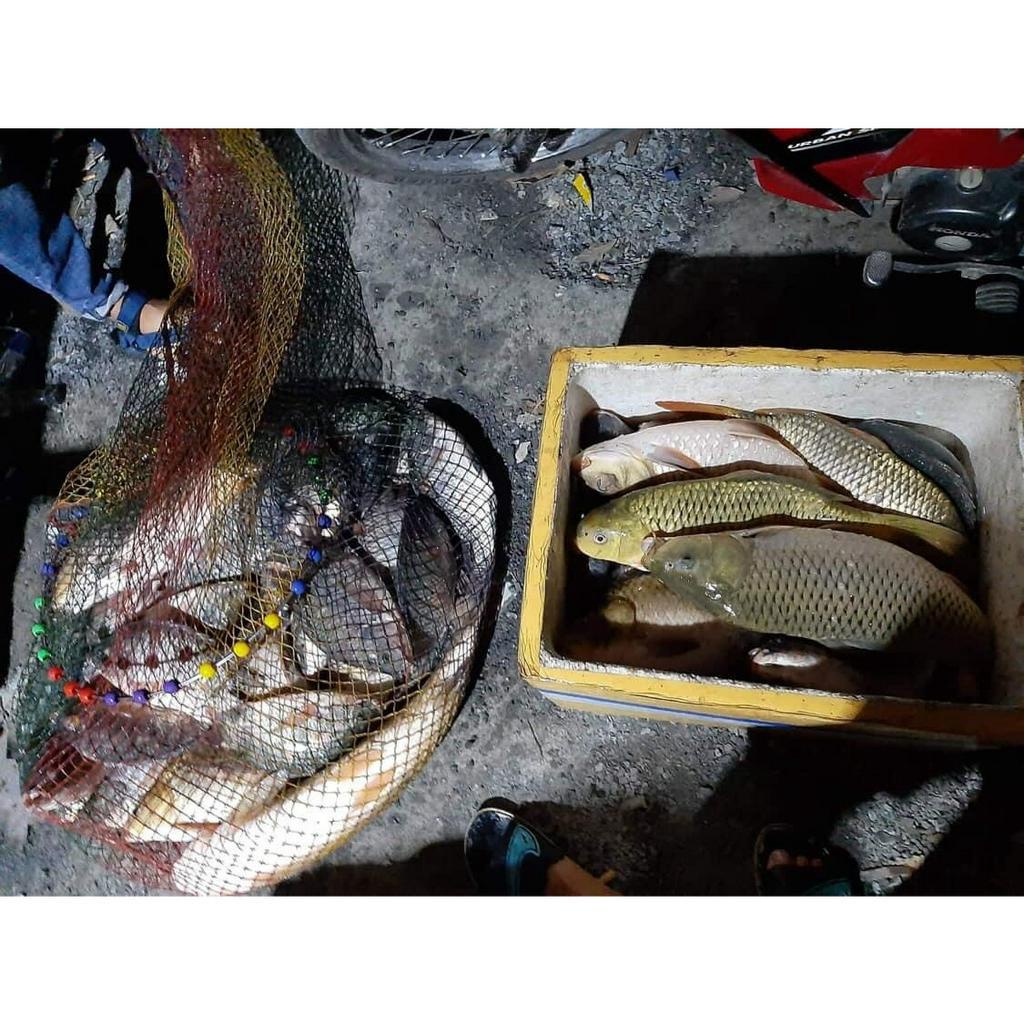 Bột Tảo Nhật