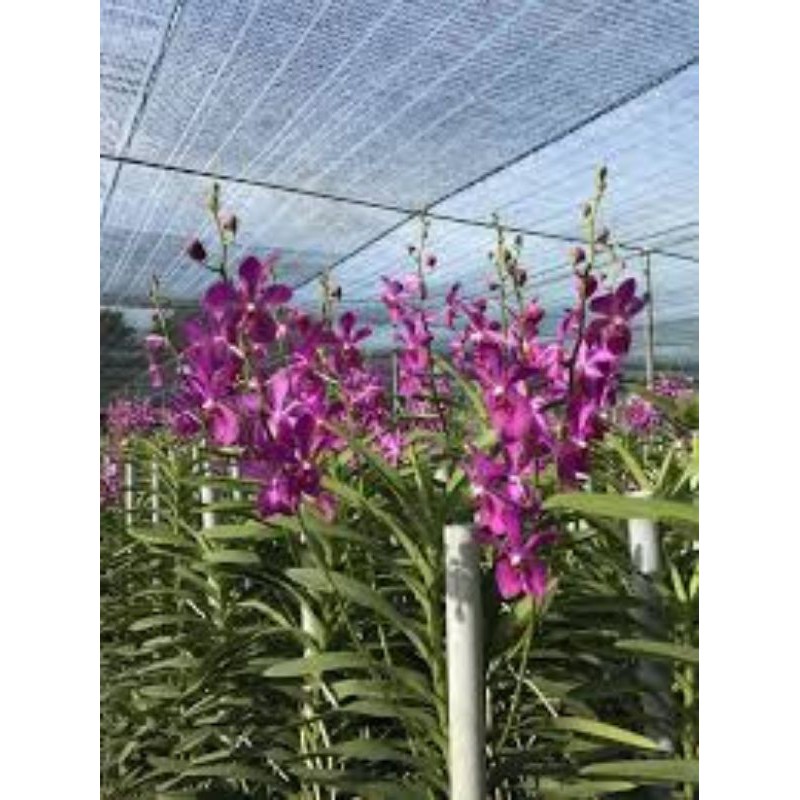 Combo 3 Cây Lan Giống Mokara màu Tím,Hồng,Vàng,cây cao 20-30cm
