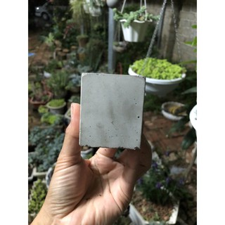 Chậu xi măng mini trồng sen đá