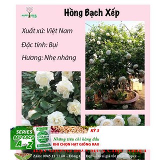 Hạt giống Hoa hồng Bạch Xếp/ bạch Nam Định 10 hạt ĐẾN MÙA TRỒNG TẾT
