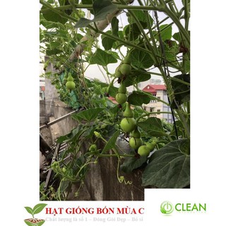 Hạt Giống Bầu Hồ Lô - Mini Siêu Kute 5 HẠT