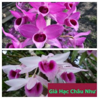 Phi điệp và trầm cây giống (gieo hạt)