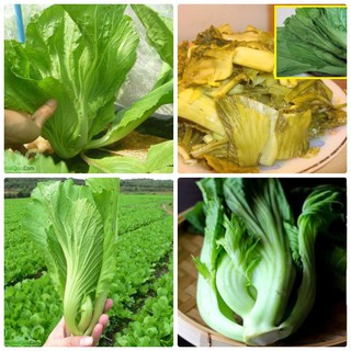 [SALE_1H] Hạt giống rau Cải Bẹ Dưa F1 - 10 gram