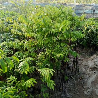 Combo 2 cây sấu. Tặng Kèm túi phân