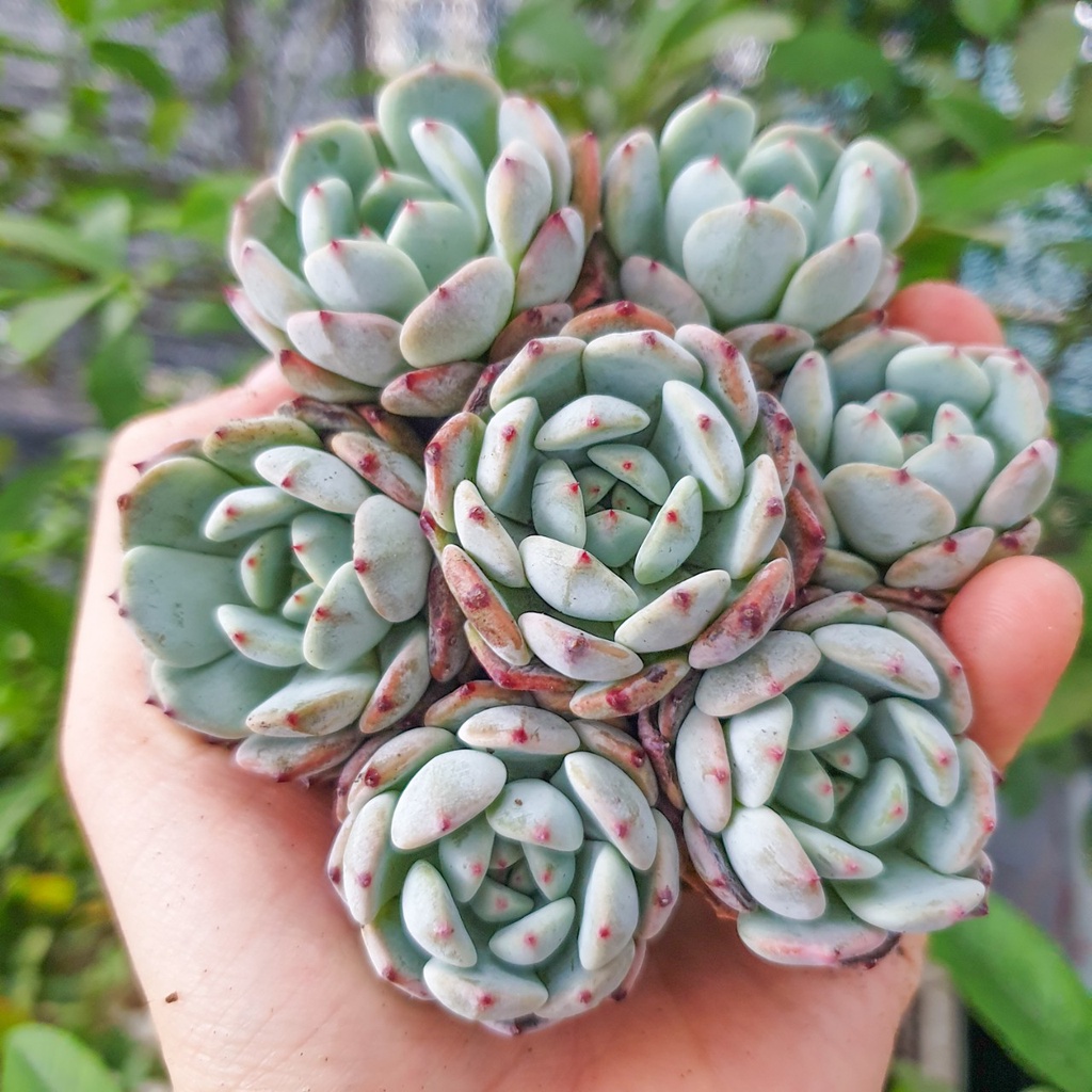 Sen đá ruby trắng size vỉ  🔥FREE SHIP🔥   Xuất xứ Đà Lạt, đã thuần khí hậu