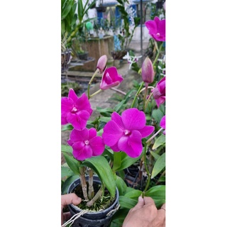 Hoa lan den lai hồ điệp 3 lưỡi