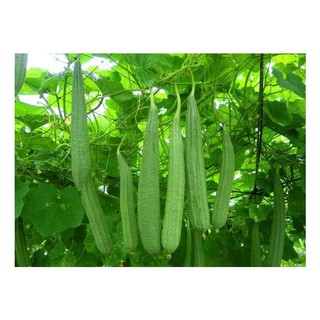 [SIÊU RẺ]Hạt giống mướp khía Thái Lan năng suất cao