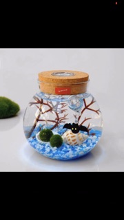 Set Tảo cầu Marimo bình thuỷ tinh đèn LED (như hình)