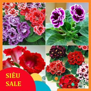 5 Hạt giống hoa Tử la lan mix (tặng gói kích nẩy mầm và hướng dẫn) VIETPHAT