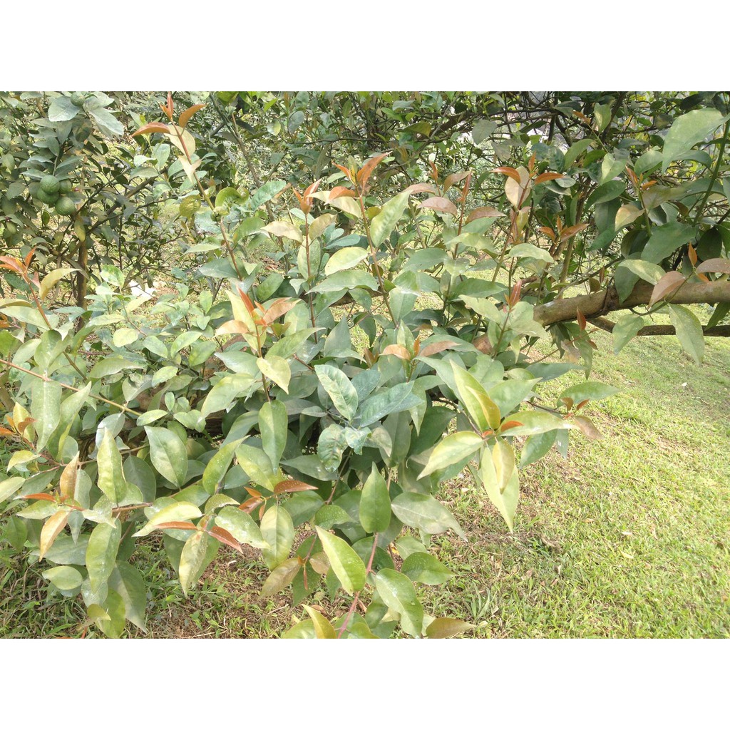 Tầm gửi cây chanh