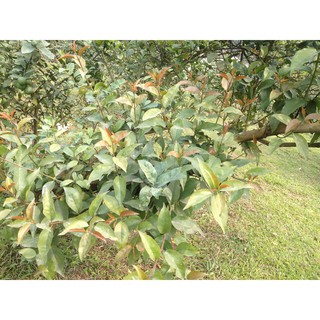 Tầm gửi cây chanh