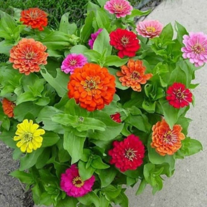 Hạt Giống Hoa Ngũ Sắc F1 loại dễ trồng năng suất cao chống sâu bệnh [Gói 100gram,200gram,500gram]