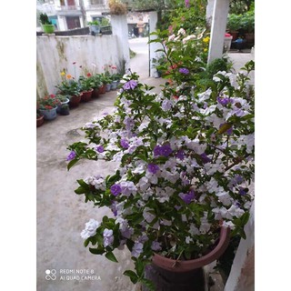 Hoa Nhài Nhật cây giống