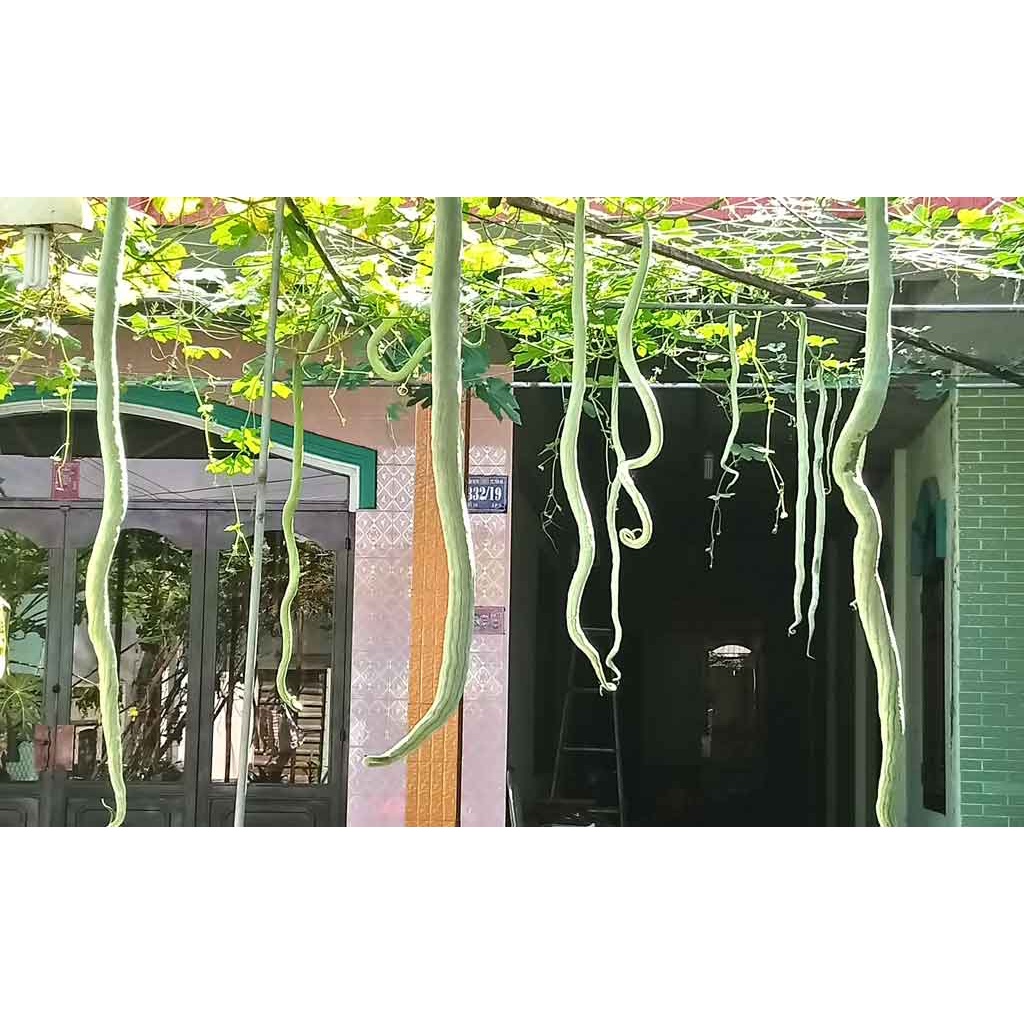1gram Hạt Giống Mướp Rắn Nhật Bản