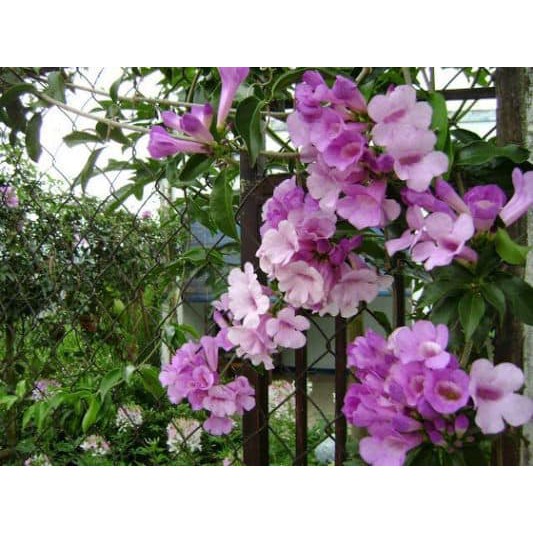 Cây Hoa Tỏi