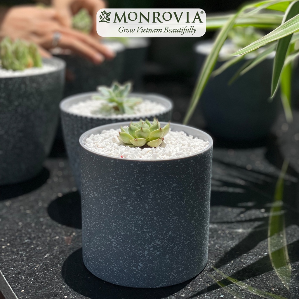 Chậu trồng cây mini MONROVIA M9 xám vân đá cao cấp cho sen đá, xương rồng, để bàn