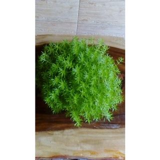 Cỏ sedum sen đá sedum vàng xanh mướt giống Đà Lạt