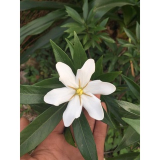 Cây dành dành lá kim( dành dành suối)