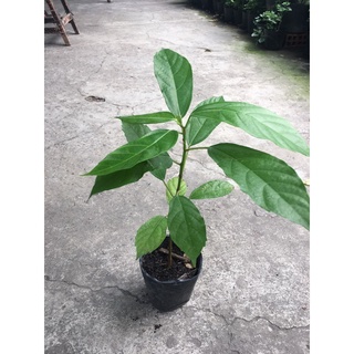 [Hỏa tốc 3h] Cây sung nếp giống