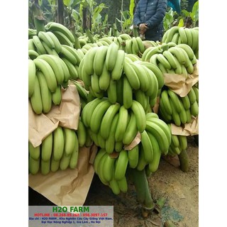 Cây Giống Chuối Tiêu Hồng - H2O FARM