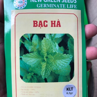 Hạt giống Rau Bạc Hà