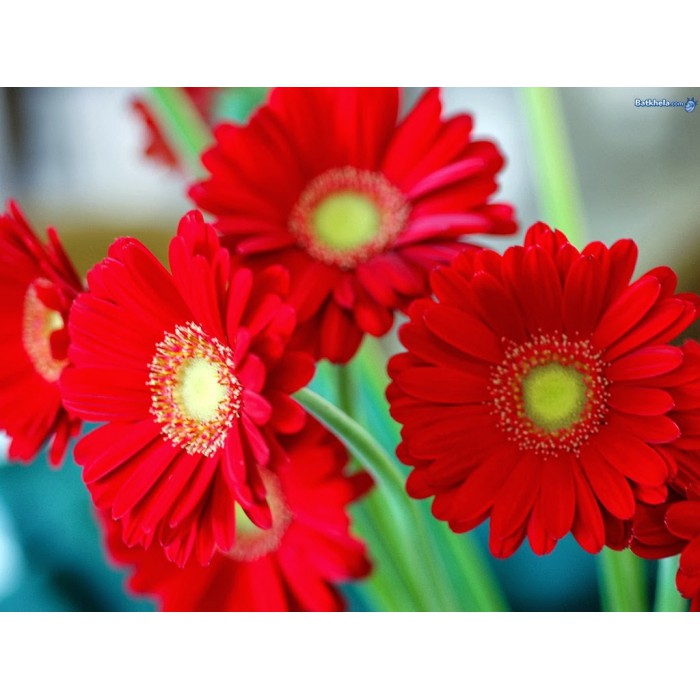 Gói Hạt Giống Hoa Cúc Đồng Tiền Nhiều Màu Gói 10 Hạt Giống Mới Chịu Nhiệt 4 Mùa