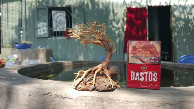 Lũa Bonsai cấy rêu ôm đá. drc