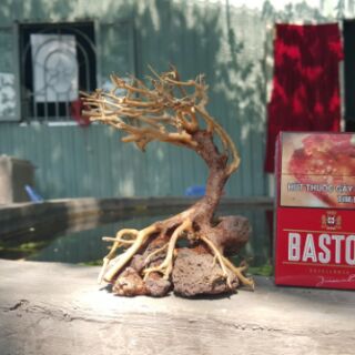 Lũa Bonsai cấy rêu ôm đá.( 13,7,15 cm) drc