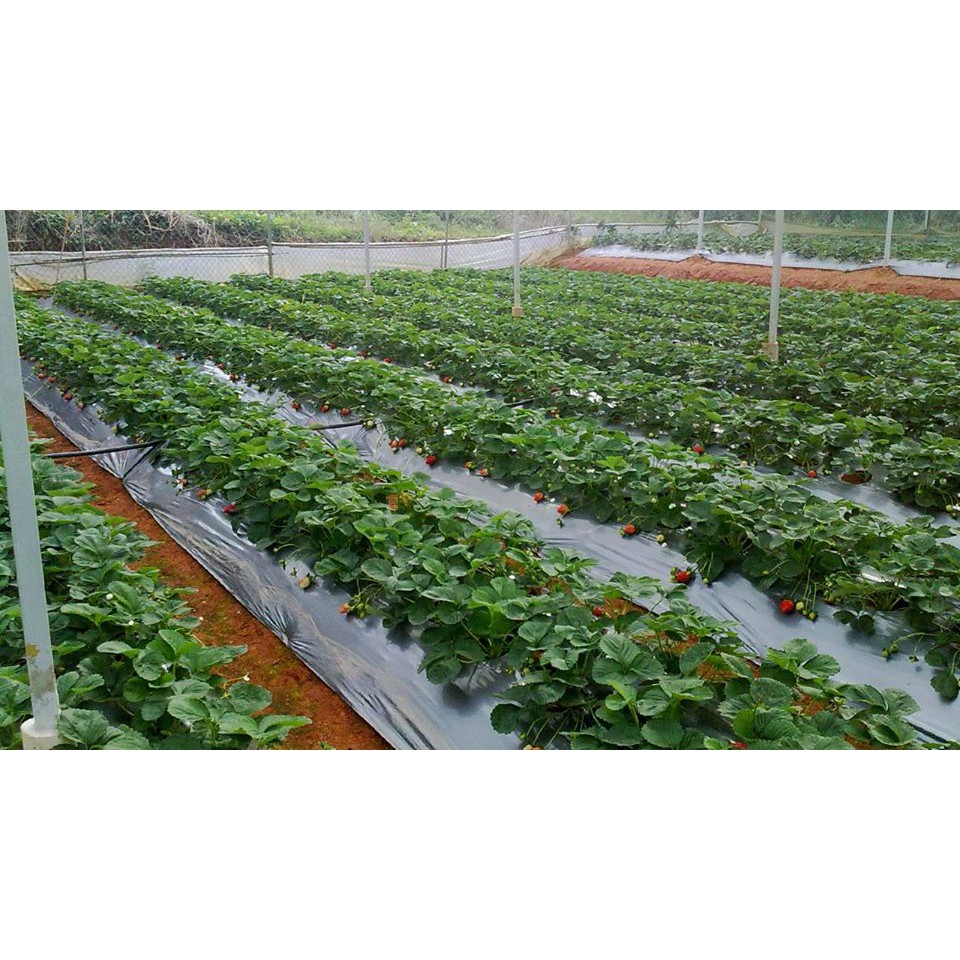 HẠT GIỐNG DÂU TÂY ALIBABA - GÓI 50 HẠT