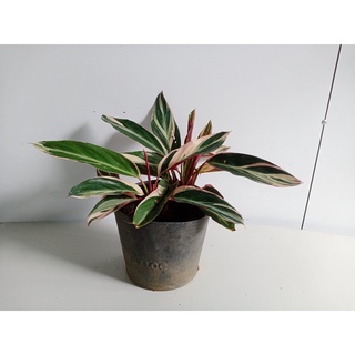 cây hồng quân tử (chỉ giao hỏa tốc HCM)