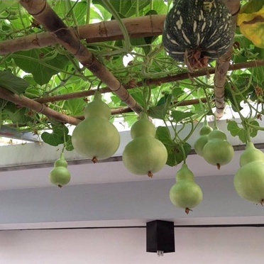 Hạt giống bầu hồ lô cao sản  20 hạt - siêu quả - quả xanh bóng vị ngọt - trồng quanh năm - thu hoạch sau 40 ngày
