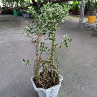 Chậu Bạch tuyết mai
