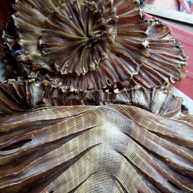 khô cá đuối