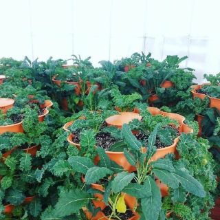 THÁP RAU HỮU CƠ ECO