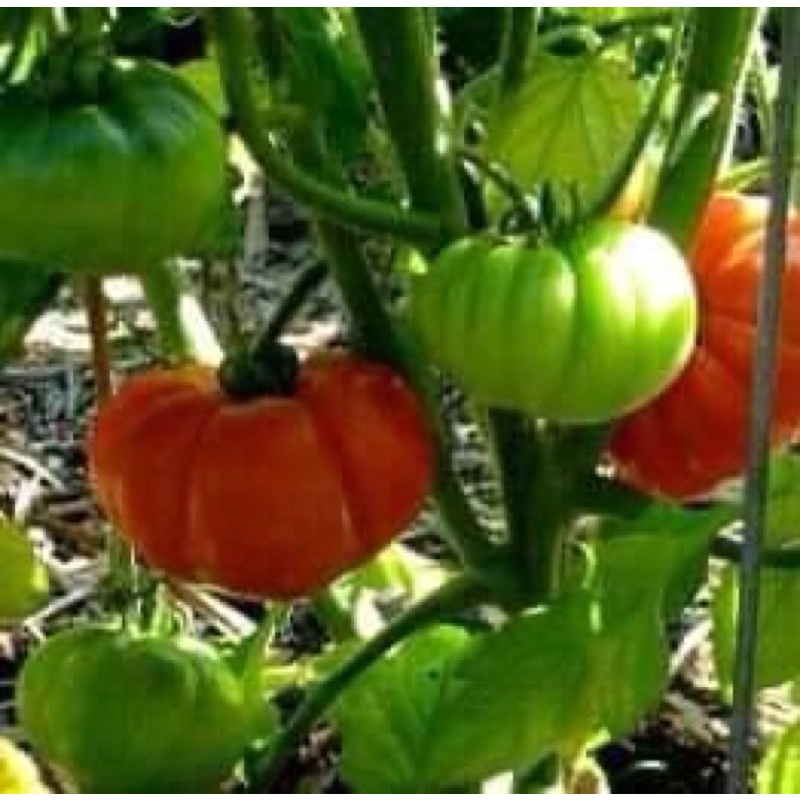 Hạt giống cà chua khổng lồ 30hạt
