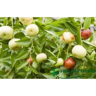 TÁO TÀU DẸT CÂY ỔN ĐỊNH