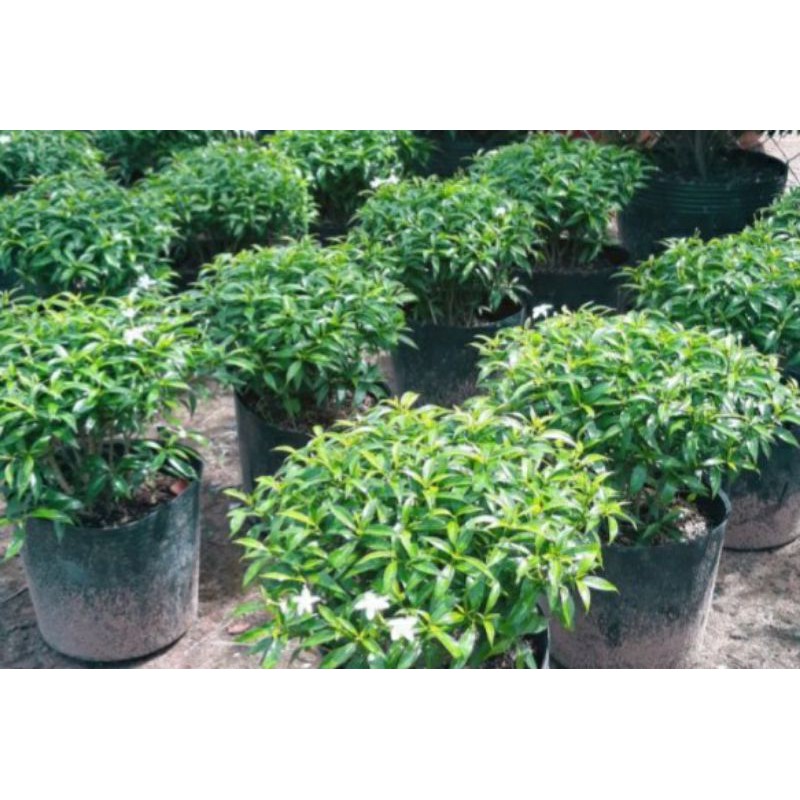 Cây mai vạn phúc.