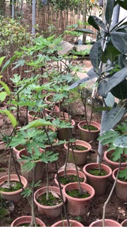 Sung Mỹ Cây cao 1m