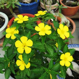 Cây  hoa đông hầu.cây bầu hình 2,3