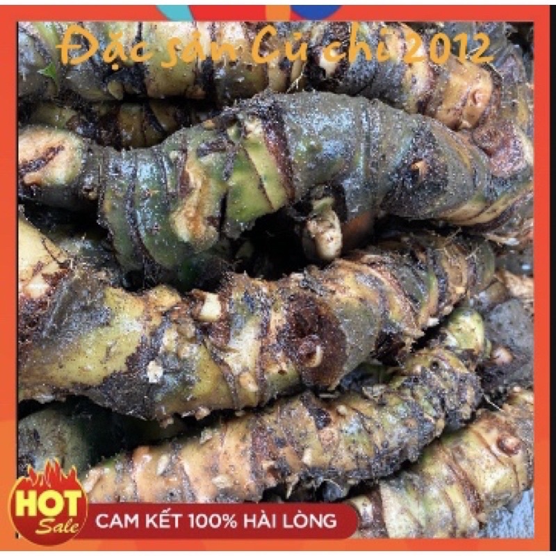 [Combo 5kg] Củ rau móp tươi, đào từ sông