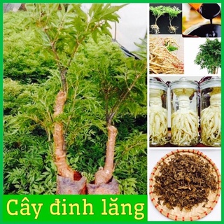 Combo 2 cây đinh lăng - nhân sâm của người nghèo cao 15-20 cm .