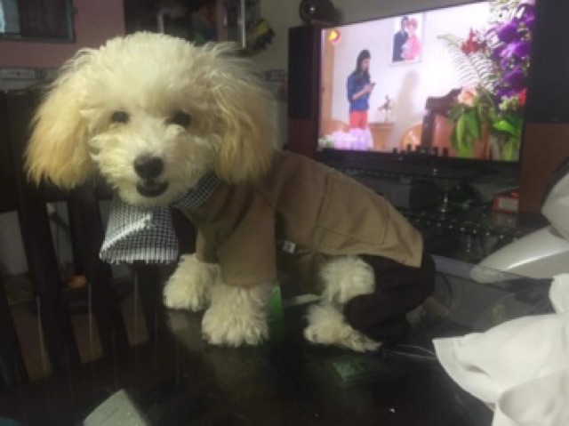 Quần áo cho thú cưng - bộ 2 lúa bà ba