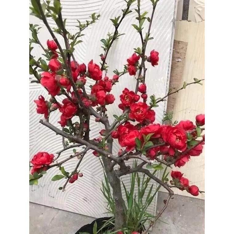 cây mai đỏ chơi tết