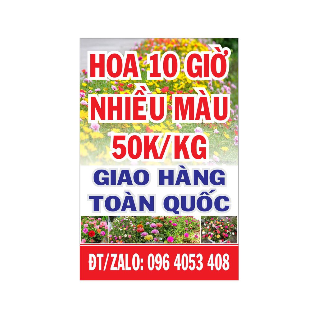 Hoa mười giờ Thái nhiều màu - Khỏe - Mập mạp - Dạng cắt cành. Trọng lượng 500g