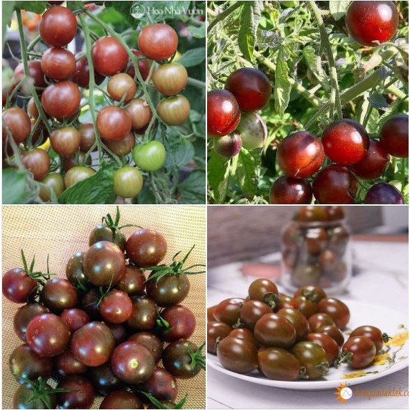 Hạt giống cà chua bi socola - Gói 30 Hạt - STHG2
