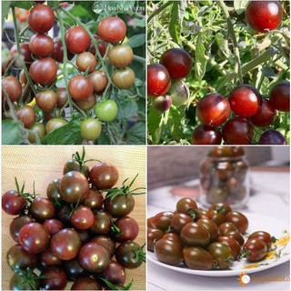 Hạt giống cà chua bi socola - Gói 30 Hạt