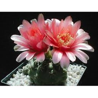 Xương rồng Thần Long