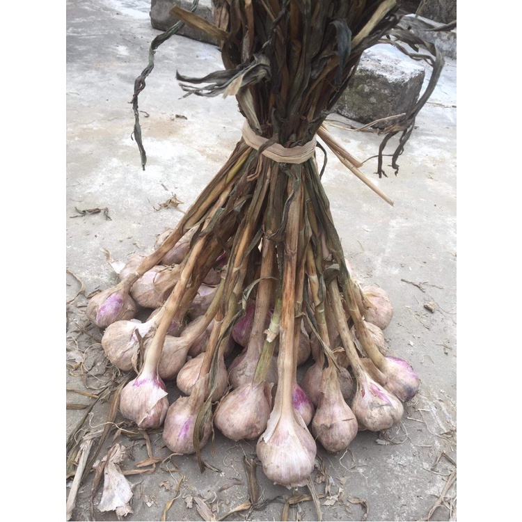 Tỏi ta khô "hiệp hoà, kinh môn" củ chắc đẹp 100%
