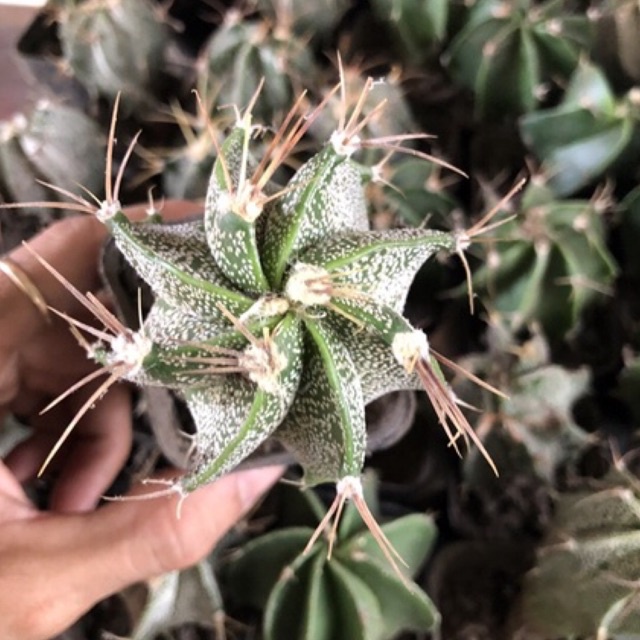 Xương rồng Râu dê